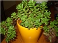 sedum
